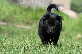 SCHIPPERKE 755